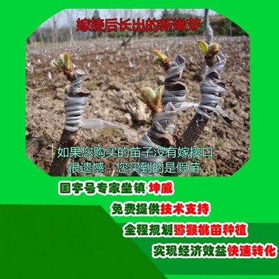 紅陽獼猴桃種植條件-陜西省獼猴桃種植-坤威農業(查看)