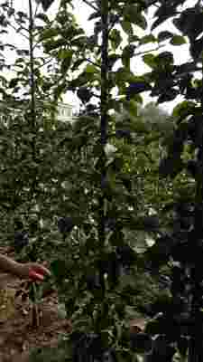 農業新聞 陜西安康法蘭地草莓苗種苗公司 純度有保證