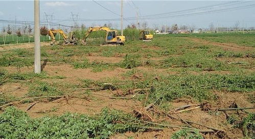 借公章 陜西 7萬株樹苗 被強毀,當(dāng)?shù)?10年僅給2200元承包費