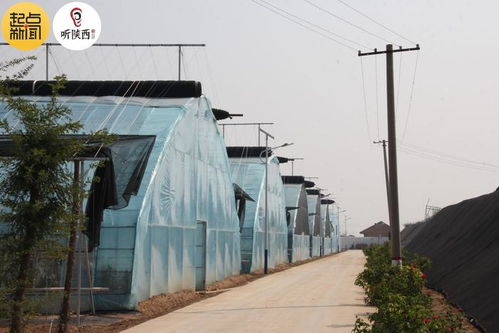 陜西涇陽 蔬菜產(chǎn)業(yè) 綠色崛起