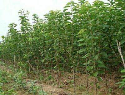 【美早苗批發(fā)】美早苗 價格9元/株 100株起批