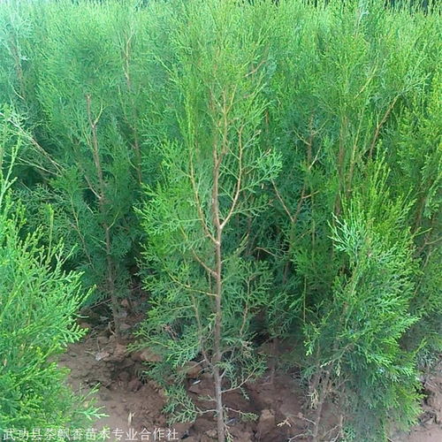 基地各類柏樹苗出售 側(cè)柏小苗大苗質(zhì)優(yōu)價低 基地出售多種綠化苗