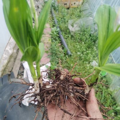 [白芨種苗批發(fā)]陜西商洛商州區(qū)白芨種苗 0.50元/棵自產(chǎn)自銷(xiāo), _ 一畝田