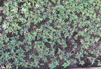 陜西苗木基地-陜西香椿樹(shù)苗供應(yīng)|出售香椿樹(shù)苗|香椿樹(shù)苗價(jià)格 -陜西厚樸苗價(jià)格|陜西櫻桃苗價(jià)格|陜西獼猴桃苗 產(chǎn)品展示(陜西苗木基地、陜西種苗供應(yīng)商、陜西苗木批發(fā))-金泉網(wǎng)