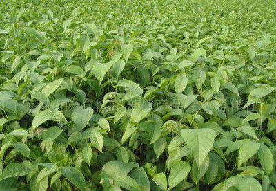 陜西寶雞正東林產(chǎn)品專(zhuān)業(yè)合作社生產(chǎn)的各種優(yōu)質(zhì)品種核桃樹(shù)苗