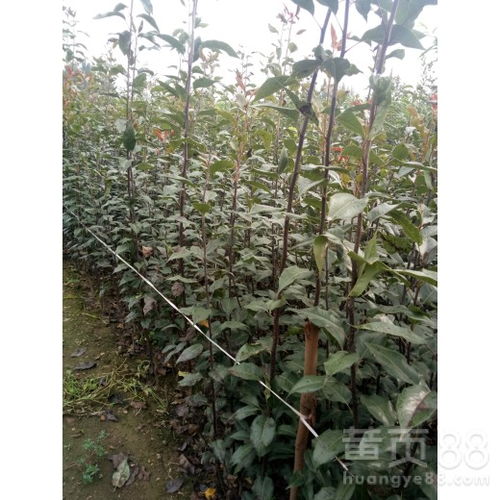 【玉露香梨樹(shù)苗什么價(jià)注意事項(xiàng)1公分梨樹(shù)苗價(jià)格、】- 