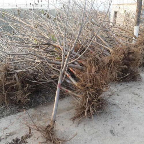 【陜西專業(yè)從事櫻桃苗報價基地批發(fā)】-