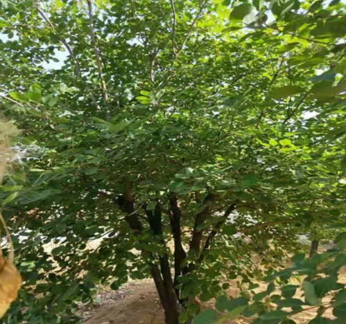 【陜西黃櫨苗種苗銷售】- 