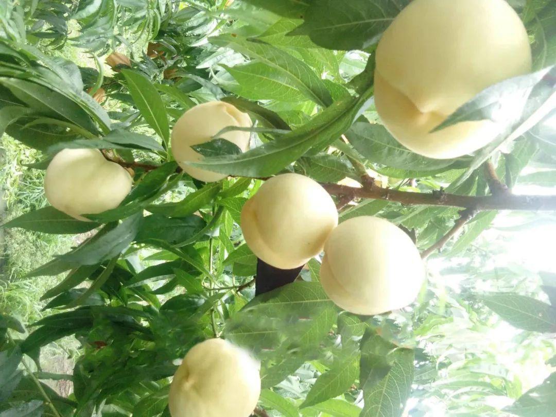 略陽(yáng)白桃試種成功推動(dòng)特色產(chǎn)業(yè)提質(zhì)增效_陜西農(nóng)村網(wǎng)