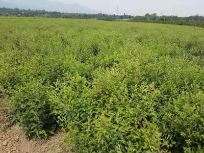 [蒼術(shù)種苗批發(fā)]陜西咸陽(yáng)楊陵區(qū)蒼術(shù)種苗 0.68元/棵蒼術(shù)種苗, _ 一畝田