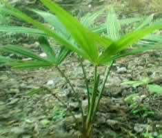 耐寒棕樹(shù)苗價(jià)格_耐寒棕樹(shù)苗_陜西商洛市耐寒棕樹(shù)苗生產(chǎn)供應(yīng)商_花卉種子、種苗盡在搜了網(wǎng)