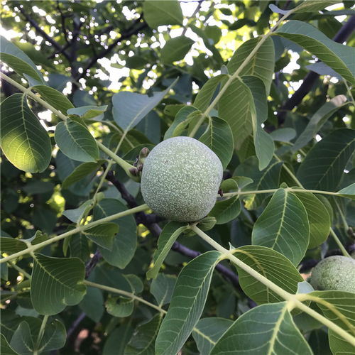 【早實(shí)核桃樹(shù)苗出售早實(shí)核桃樹(shù)苗價(jià)位】- 