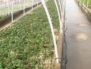 玫瑰克隆繁育及前景預(yù)測(cè),中國(guó)植物網(wǎng),克隆,克隆技術(shù),育苗,工廠化育苗,育苗技術(shù),植物,花卉,植物繁殖技術(shù),植物快繁,植物非試管快繁技術(shù),植物克隆,植物非試管高效快繁技術(shù)