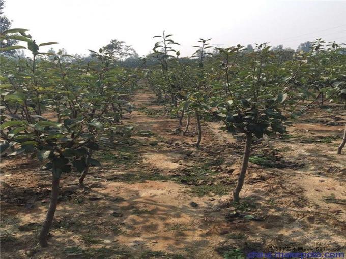 陜西八月紅梨種苗基地6