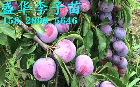 【秦地陜西脆紅李苗基地直銷,漢中安康商洛、寶雞西安渭南脆紅李樹苗價格廠家報價。】-