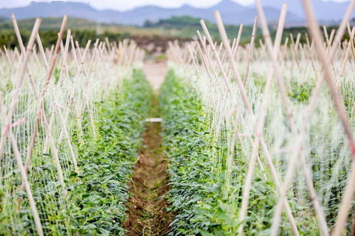 海南網媒行 解鎖三亞市崖州冬季瓜菜品牌的 秘密武器