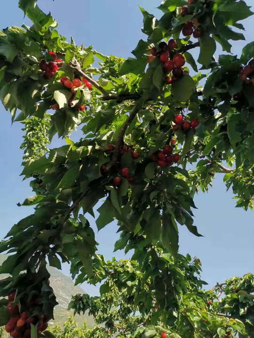 【自貢車厘子苗種植技術,自貢車厘子苗那里好】- 