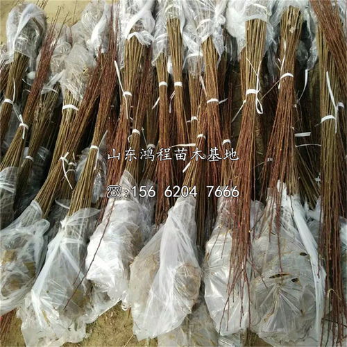 【風(fēng)味玫瑰杏李苗銷售、風(fēng)味玫瑰杏李苗銷售基地】- 