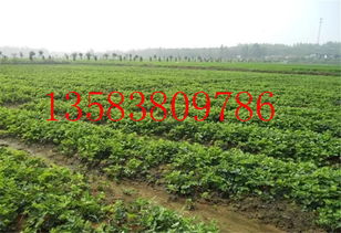 陜西臨潼區(qū)寶交草莓苗基地