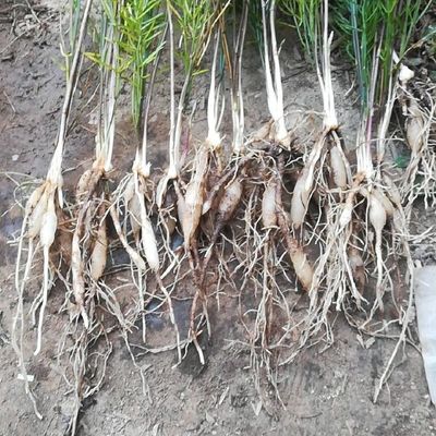 陜西潤農(nóng)農(nóng)業(yè)優(yōu)質(zhì)天冬種苗