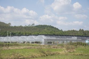 龍門(mén)縣絲苗米產(chǎn)業(yè)園 唱響 動(dòng)起來(lái) 沉下去 走出去 園區(qū)發(fā)展三部曲 守好最具情懷的米業(yè)大計(jì)