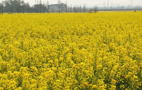 陜西漢中油菜花節(jié)來(lái)了,52個(gè)觀花點(diǎn),11條精品賞花線路,百萬(wàn)畝油菜花海等你來(lái)