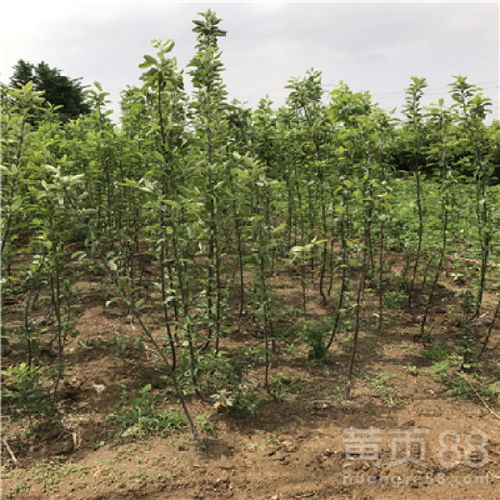 【響富蘋(píng)果苗出售價(jià)格、響富蘋(píng)果苗什么時(shí)候種植好】- 