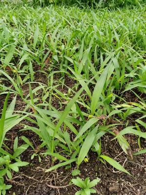 [白芨種苗批發(fā)]陜西商洛商州區(qū)白芨種苗 0.50元/棵自產(chǎn)自銷, _ 一畝田