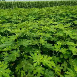 新聞 湖北孝感花椒樹苗出售批發(fā)價