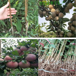 【慈溪市-哪里有長李78李子樹苗苗木行情&mdash;2年生李子樹苗現挖現賣】-