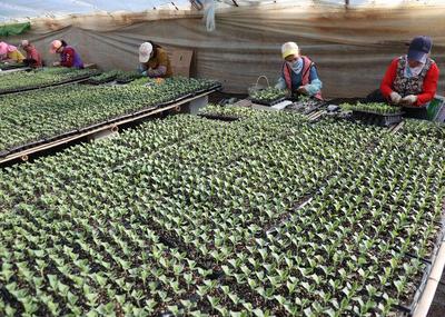 冬日育苗棚里&ldquo;訂單瓜苗&rdquo;助農致富