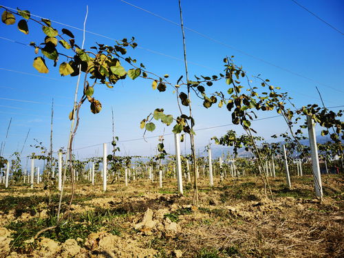 漢陰獼猴桃 富硒好味道 百名主播陜西果業(yè)產區(qū)行走進安康漢陰