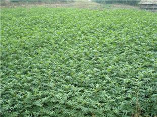 【花椒樹苗價格米椒花椒樹苗花椒苗用什么嫁接國家優(yōu)質品種樹】- 