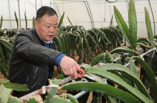 陜西楊凌:全產業(yè)鏈賦能集體經濟 火龍果結出&ldquo;致富果&rdquo;