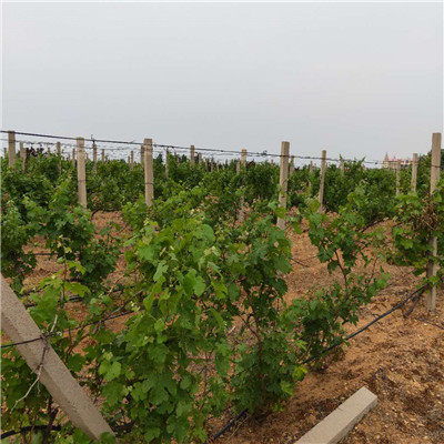 陜西葡萄小苗 巨玫瑰葡萄苗小苗的種植技術