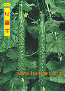 黃瓜種苗 價格 廠家 地址山東省壽光市綠興種苗發展中心,黃瓜種苗 價格 廠家 地址山東省壽光市綠興種苗發展中心生產廠家,黃瓜種苗 價格 廠家 地址山東省壽光市綠興種苗發展中心價格