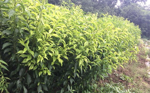 陜西種苗 貴州遵義李子苗供應，離核李子樹苗種植幾年能掛果