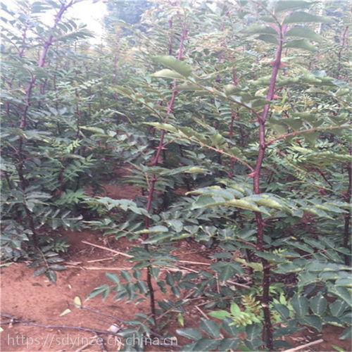 正宗陜西韓城大紅袍花椒樹苗及獅子頭、青花椒苗產地價格與種植指南