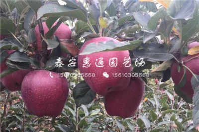 陜西耐凍樹苗價格穩中有升，農戶青睞優質種苗