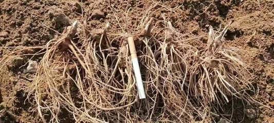 陜西商洛鎮安縣精品蒼術種苗批發，助力中藥材產業發展