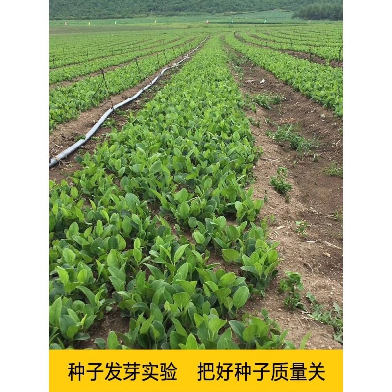 陜西商洛商州區蒼術種苗批發 助力中藥材產業發展