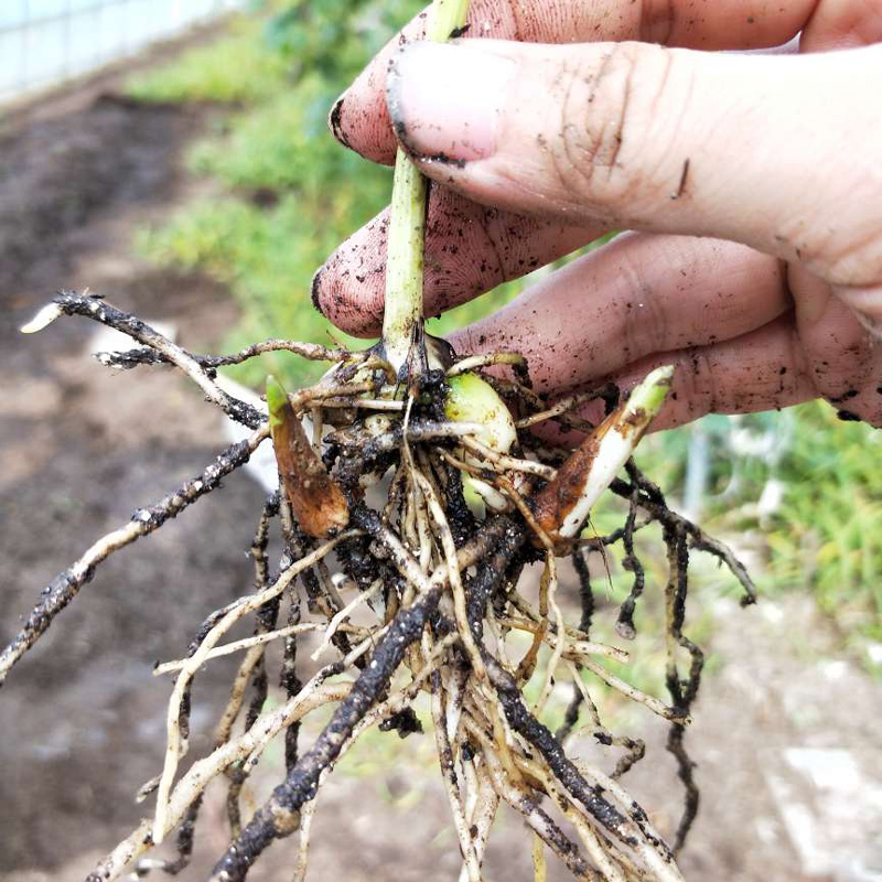 秦嶺珍品 陜西紫花三叉白芨種苗的栽培價值與前景