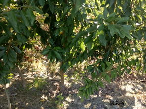 陜西青脆李子苗 優質產地貨源與種植管理指南