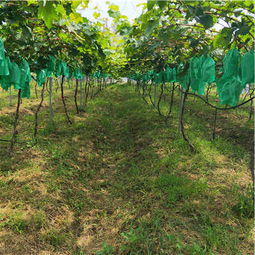 陜西種苗產業新星 優質巨星葡萄苗種植前景與選購指南